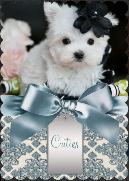 Malteses | Maltese puppy, Puppy store, Teacup puppies