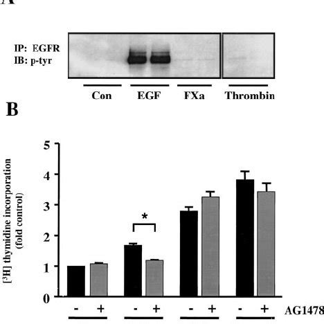 Thrombin And Fxa Do Not Transactivate Egfr In Human Smcs A Egfr Was