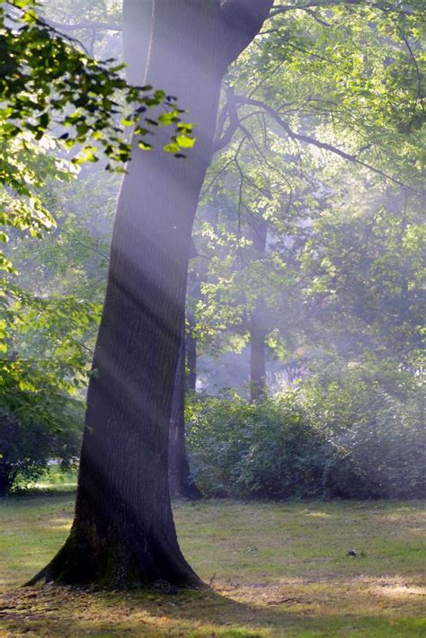 Free Images Landscape Tree Nature Forest Grass Branch Light Meadow Sunlight Morning