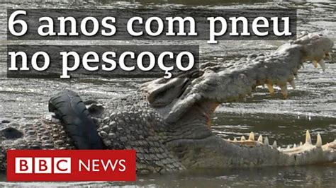 N O Consigo Ver Animais Sofrendo Homem Livra Crocodilo De Pneu Preso