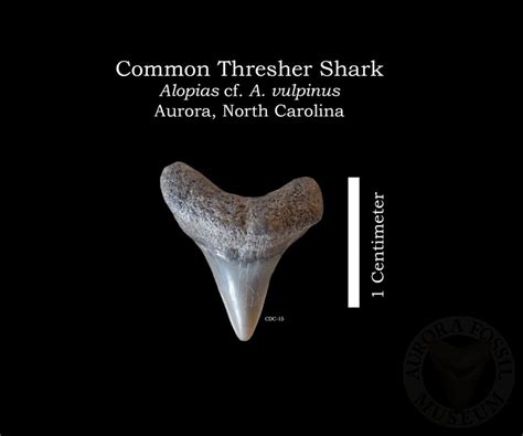 Shark Tooth Identification | Aurora Fossil Museum