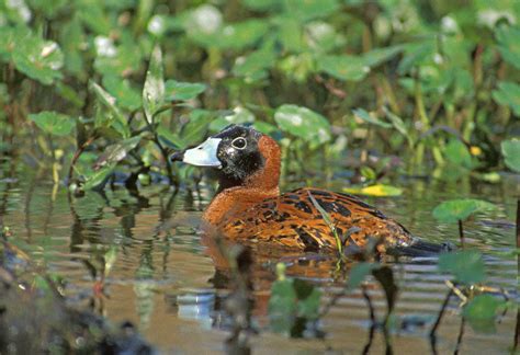 Masked Duck (Nomonyx dominicus)