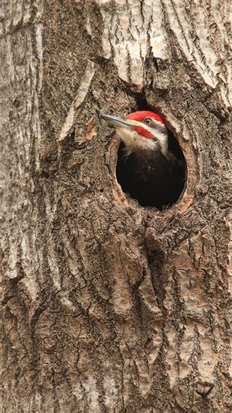 Pileated Woodpeckers Feathers Stock Photos - Free & Royalty-Free Stock