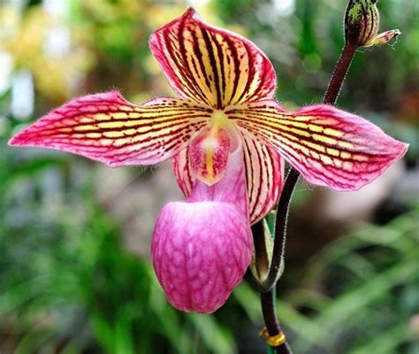 Paphiopedilum Como Cuidar Orquídeas Paphiopedilum 100 Práctico