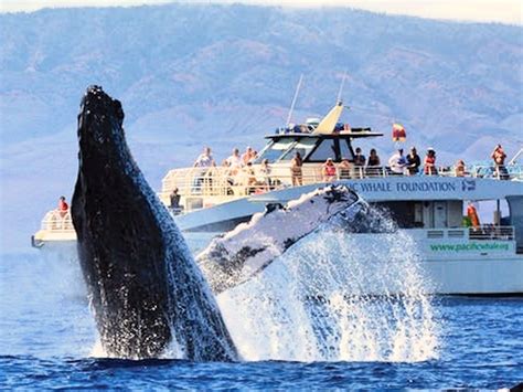 PacWhale Eco Adventures 2 Hour Whale Watching Tours From Maalaea Nov