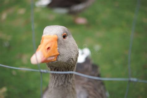 Goose Eyes Stock Image Image Of View Macro Bird White 5595211