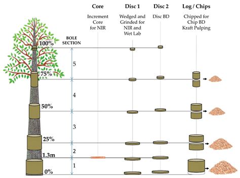 Forests Free Full Text Wood And Pulping Properties Variation Of