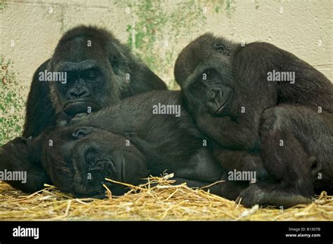 Three Western Lowland Gorillas Lying Gorilla Gorilla Gorilla Stock