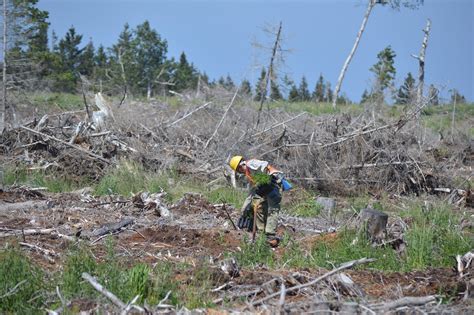 Les Travaux Sylvicoles En D Croissance Le Manic