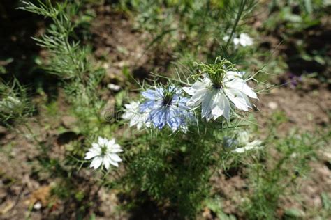 Flores Blancas Y Azules Del Damascena De Nigella Foto De Archivo