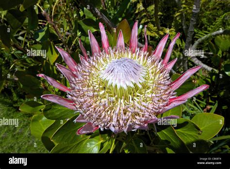 King Protea Protea Cynaroides National Flower Of South Africa In The