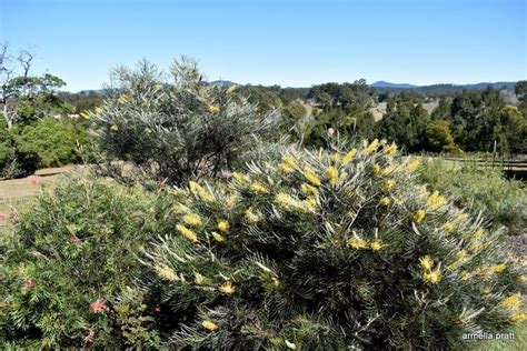 Grevillea Wattlebird Yellow Dense Low Growing Bush Australian