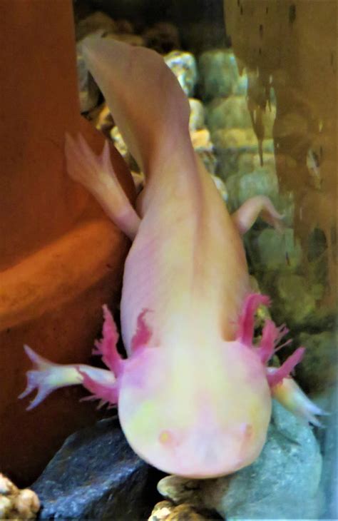 Albino Axolotl by Sabreleopard on DeviantArt