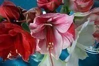 Amaryllis richtige Pflege für eine erneute Blüte Frag Mutti