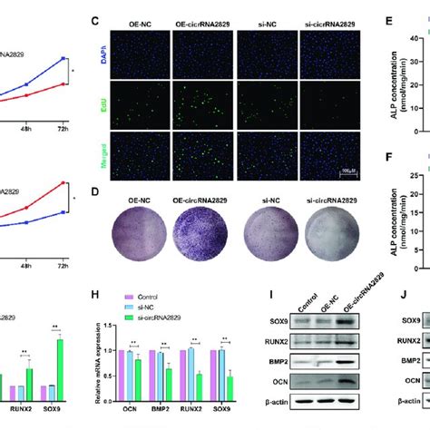 Circrna Promotes Chondrocyte Proliferation And Osteogenic