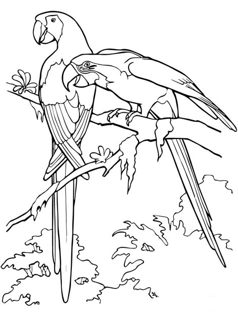 Scarlet Macaws Coloring Page Colouringpages