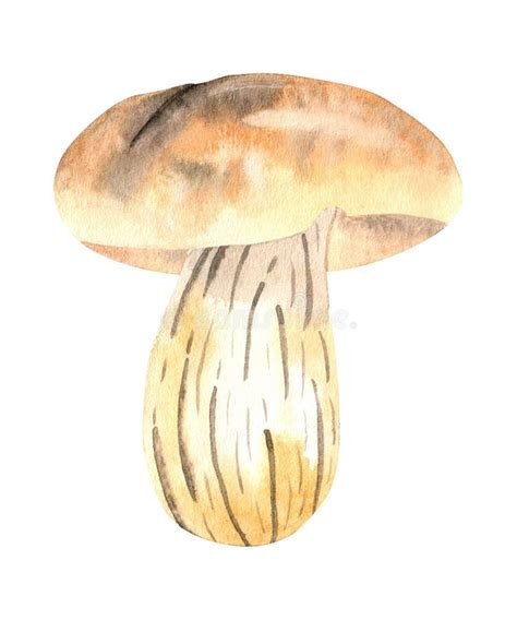 Edible Wild Watercolor Mushroom Isolated On A White Background Stock