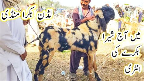 Luddan Bakra Mandi Update Makhi Chena Shera Bakre Rajanpuri Bakre