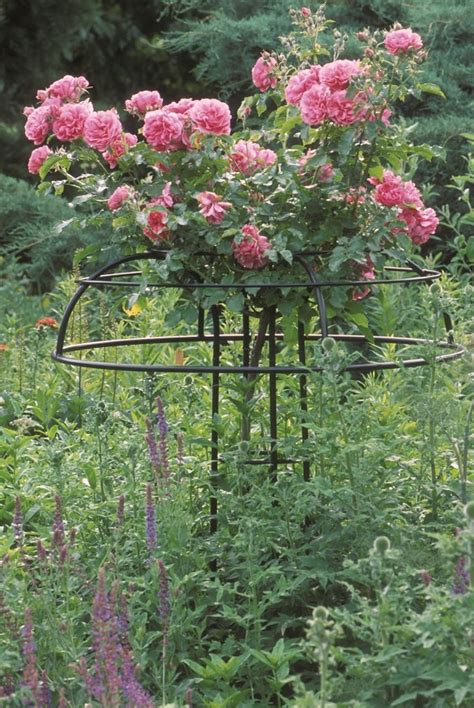 Climbing Rose And Plant Supports Archives Classic Garden Elements