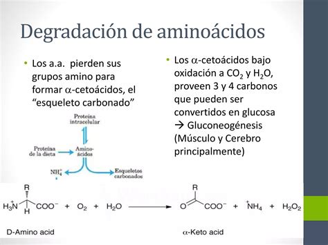 Curso Bioqu Mica Amino Cidos Ppt