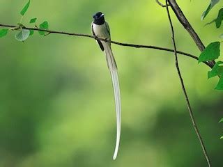 Amur Paradise Flycatcher Terpsiphone Incei Birds Of The World