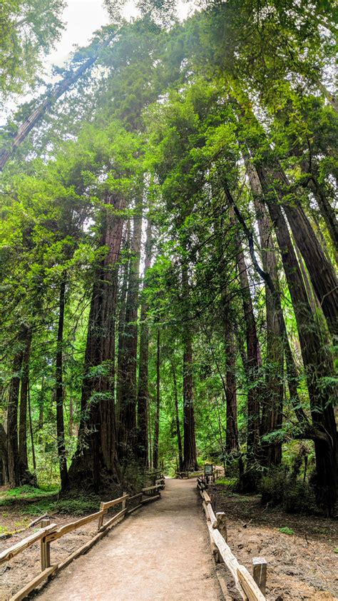 California Redwoods In Muir Woods Rpics