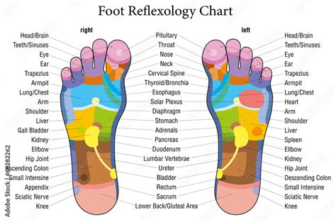 Foot reflexology chart description Stock Vector | Adobe Stock