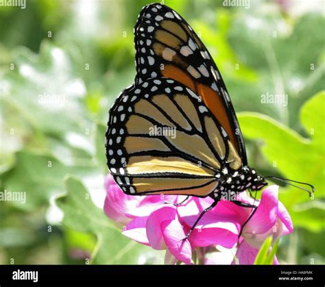 This Photograph Captures The Monarch Butterfly In Oregon Showcasing