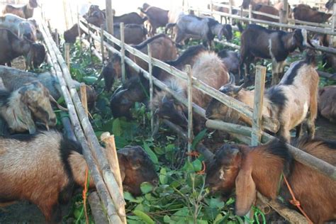 14 Cara Membuat Pakan Kambing ArenaHewan