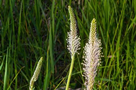 Guide to Buckhorn Plantain Identification & Control - Gecko Green Lawn ...