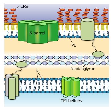 Lecture Bacterial Outer Membrane Proteins In Nature And