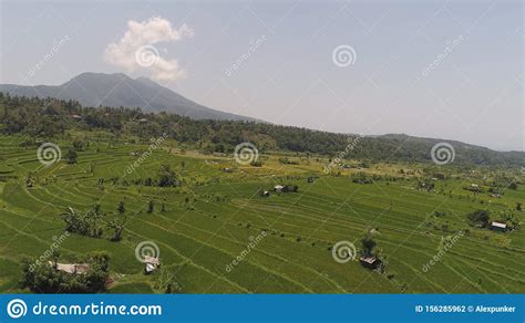 Terrazas Del Arroz Y Regi N Agr Cola En Indonesia Foto De Archivo