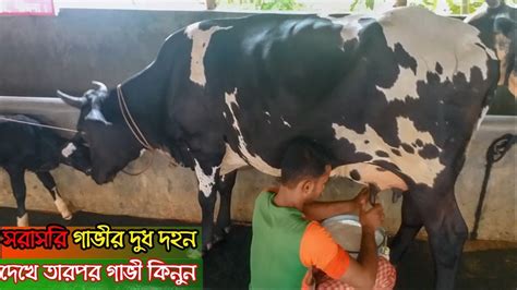 Frisian Cow Milking Video সরাসরি দুধ দহন দেখে তারপর গাভী কিনুন রাত্রী