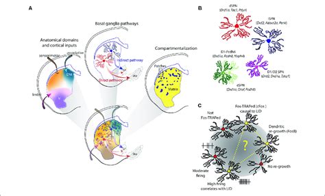 Striatal Heterogeneity Spiny Projection Neuron SPN Sub