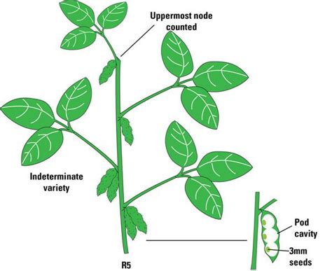 The Soybean Plant | NC State Extension Publications