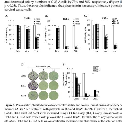 Pitavastatin Inhibited Cervical Cancer Cell Viability And Colony