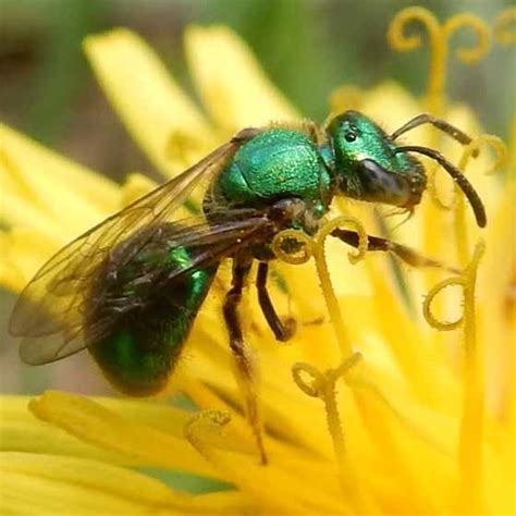 Green Metallic Sweat Bee Lasioglossum Augochlorella Aurata