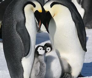 Emperor penguin breeding cycle – Australian Antarctic Program