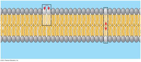 Movement Of Phospholipids Diagram | Quizlet