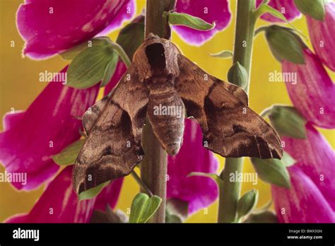 Eyed Hawkmoth Hi Res Stock Photography And Images Alamy