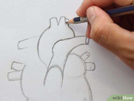 How to Draw the Internal Structure of the Heart (with Pictures)