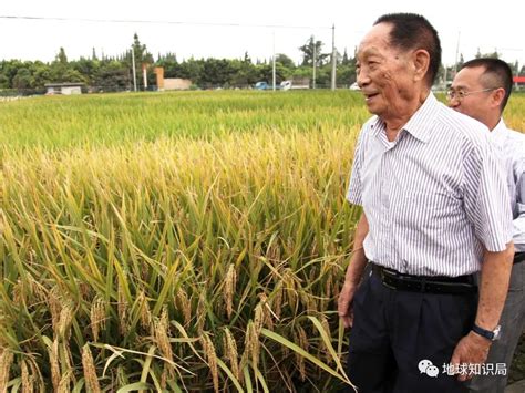 袁隆平的故事袁隆平杂交水稻新浪新闻