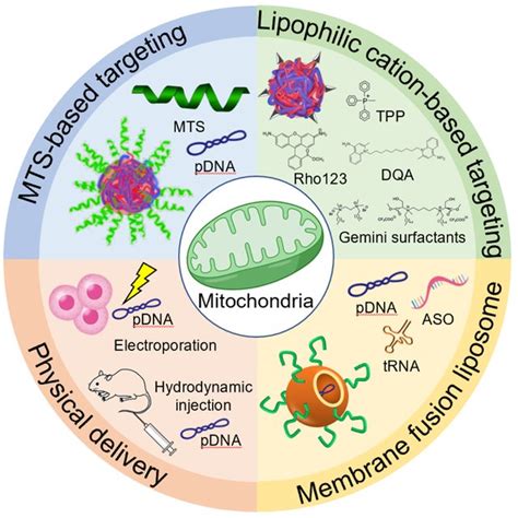 Overview Of The Mitochondria Targeting Strategies Four Distinct