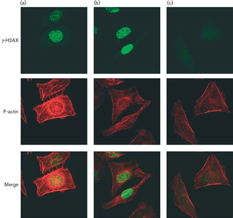 Genotoxic Effect On Hela Cells Hela Cells Were Incubated For 16 H With