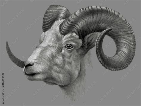 Goat head. Realistic detailed drawing of animal Stock Illustration ...