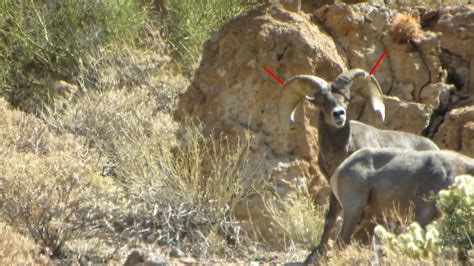 Jay Scott Outdoors Desert Bighorn Sheep Scoring And Field Judging