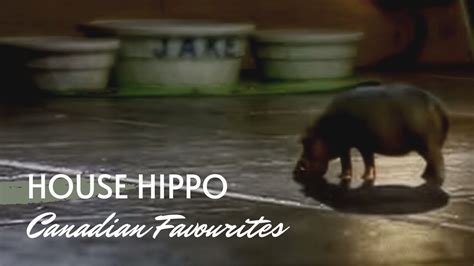 House Hippo Names at Dennis Velasco blog