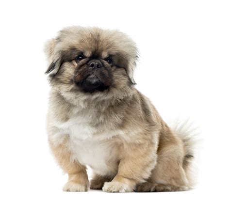 Página 9 | Imágenes de Pekines Perro - Descarga gratuita en Freepik