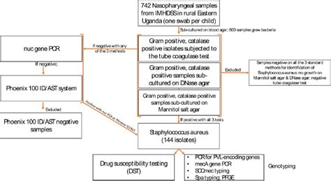 Study Flow Chart Illustrating The Procedure For The Isolation And