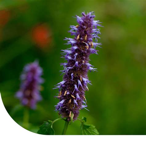 Agastache Mexicana Blue Mrs Seeds Gazondirect Fr